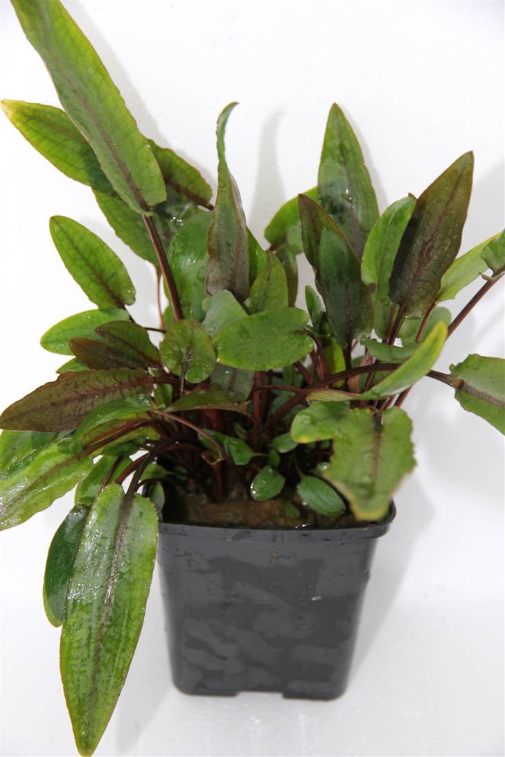 Cryptocoryne moederplant mix